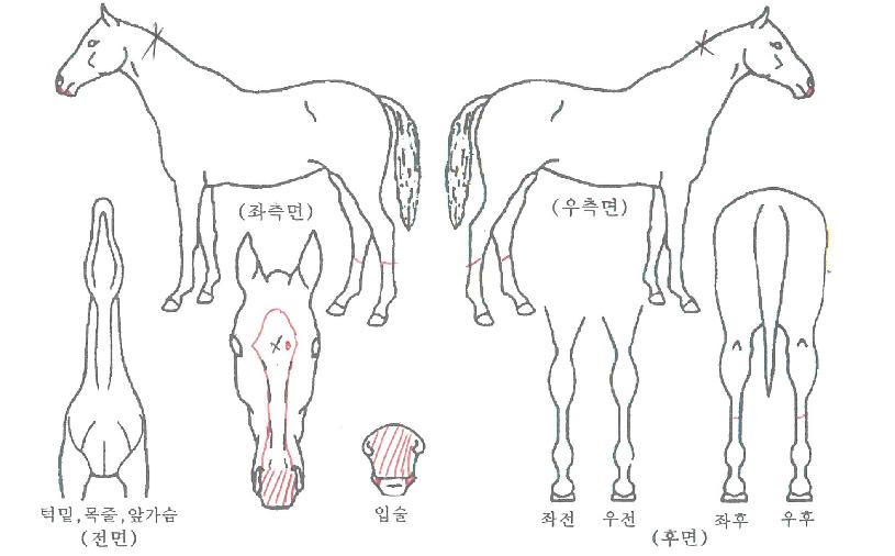 º£¸®º£¸®¶¯Å¥ÀÇ Ãø¸é,¿ì¸é,µÞ¸é,µÎ»ó,´Ù¸®ÀÇ Æ¯Â¡µµÇØ