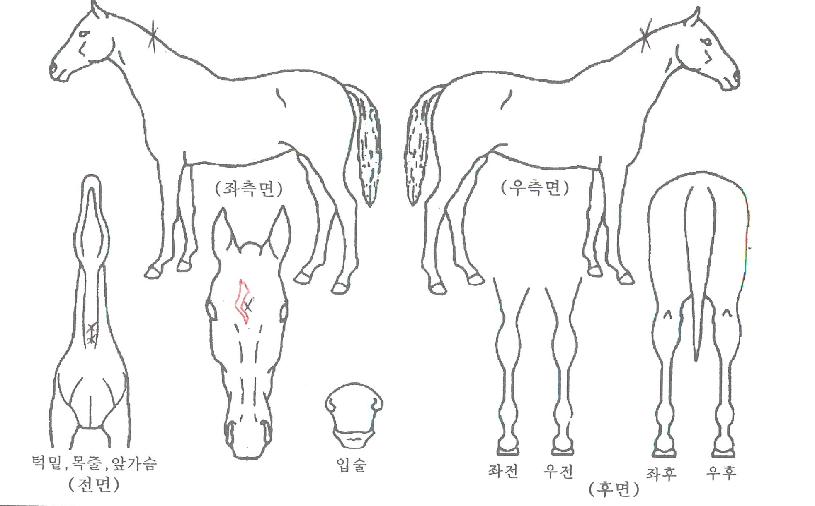 Ãʵ¿º¸½ºÀÇ Ãø¸é,¿ì¸é,µÞ¸é,µÎ»ó,´Ù¸®ÀÇ Æ¯Â¡µµÇØ