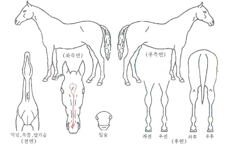ÇÁ¶óÀ̺øÄ³½½ÀÇ Ãø¸é,¿ì¸é,µÞ¸é,µÎ»ó,´Ù¸®ÀÇ Æ¯Â¡µµÇØ