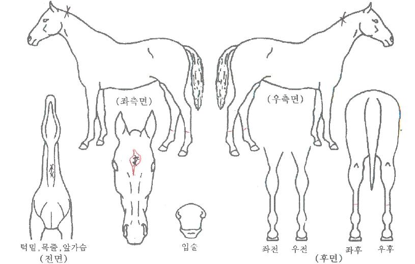 »çÀ̸յ帲ÀÇ Ãø¸é,¿ì¸é,µÞ¸é,µÎ»ó,´Ù¸®ÀÇ Æ¯Â¡µµÇØ