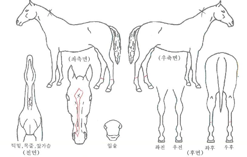 µå¸²´í¼ÀÇ Ãø¸é,¿ì¸é,µÞ¸é,µÎ»ó,´Ù¸®ÀÇ Æ¯Â¡µµÇØ