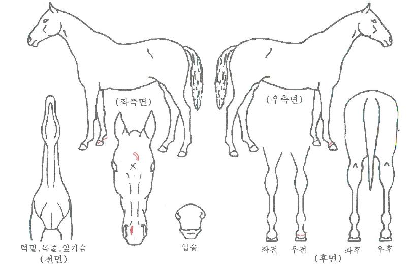 ³«¿ø´ë·ÎÀÇ Ãø¸é,¿ì¸é,µÞ¸é,µÎ»ó,´Ù¸®ÀÇ Æ¯Â¡µµÇØ