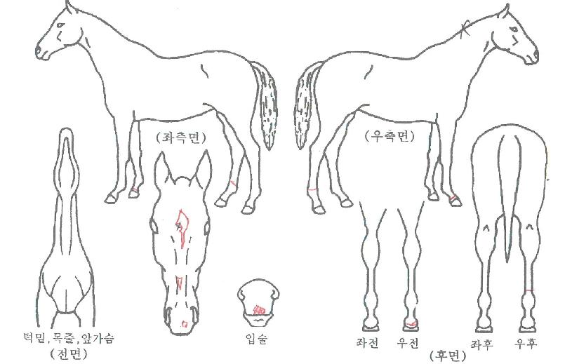 õÇϹ¦¼öÀÚ¸¶ÀÇ Ãø¸é,¿ì¸é,µÞ¸é,µÎ»ó,´Ù¸®ÀÇ Æ¯Â¡µµÇØ