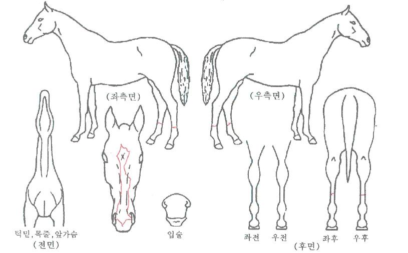 ½º¸¶Æ®ÇѼ¾ÀÇ Ãø¸é,¿ì¸é,µÞ¸é,µÎ»ó,´Ù¸®ÀÇ Æ¯Â¡µµÇØ