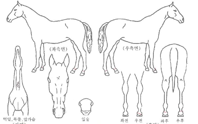 ºÎ»ê¹Ì¼ÒÀÇ Ãø¸é,¿ì¸é,µÞ¸é,µÎ»ó,´Ù¸®ÀÇ Æ¯Â¡µµÇØ