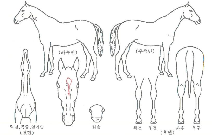 Èñ¸Á¿©Àü»çÀÇ Ãø¸é,¿ì¸é,µÞ¸é,µÎ»ó,´Ù¸®ÀÇ Æ¯Â¡µµÇØ