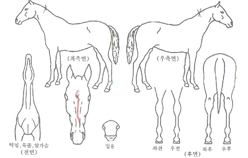 ·°Å°¸¶ÀÌ´õ½ºÀÇ Ãø¸é,¿ì¸é,µÞ¸é,µÎ»ó,´Ù¸®ÀÇ Æ¯Â¡µµÇØ