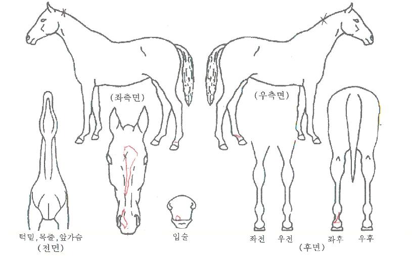 Å·½ºÄ³¸®ÁöÀÇ Ãø¸é,¿ì¸é,µÞ¸é,µÎ»ó,´Ù¸®ÀÇ Æ¯Â¡µµÇØ