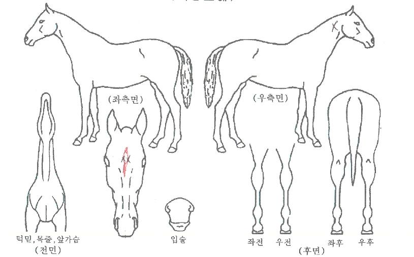 ¾ßÈ£¿¥Á¦ÀÌĹÀÇ Ãø¸é,¿ì¸é,µÞ¸é,µÎ»ó,´Ù¸®ÀÇ Æ¯Â¡µµÇØ