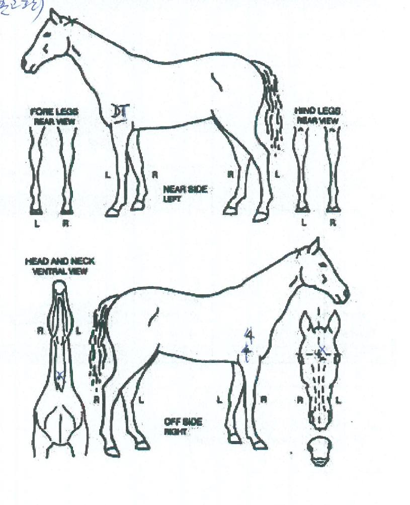 ÇöóÀ×Ä«ÀÇ Ãø¸é,¿ì¸é,µÞ¸é,µÎ»ó,´Ù¸®ÀÇ Æ¯Â¡µµÇØ