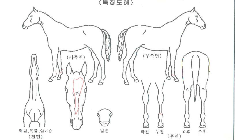 ³ôÀºÇÏ´ÃÀÚ¸¶ÀÇ Ãø¸é,¿ì¸é,µÞ¸é,µÎ»ó,´Ù¸®ÀÇ Æ¯Â¡µµÇØ
