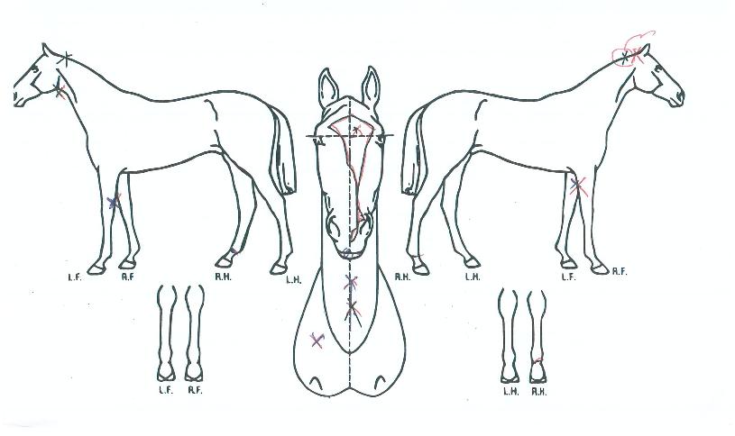 ºí·ç¿ïÇÁÀÇ Ãø¸é,¿ì¸é,µÞ¸é,µÎ»ó,´Ù¸®ÀÇ Æ¯Â¡µµÇØ