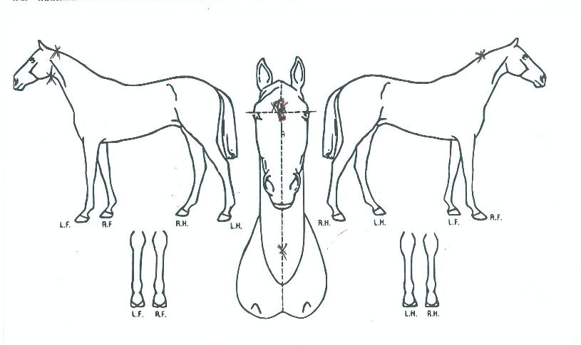 ¸ÅÁöÄÃÃÊÀ̽ºÀÇ Ãø¸é,¿ì¸é,µÞ¸é,µÎ»ó,´Ù¸®ÀÇ Æ¯Â¡µµÇØ