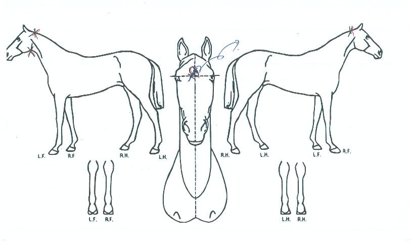 À̽ºÆ®°ÉÄ¡ÀÇ Ãø¸é,¿ì¸é,µÞ¸é,µÎ»ó,´Ù¸®ÀÇ Æ¯Â¡µµÇØ