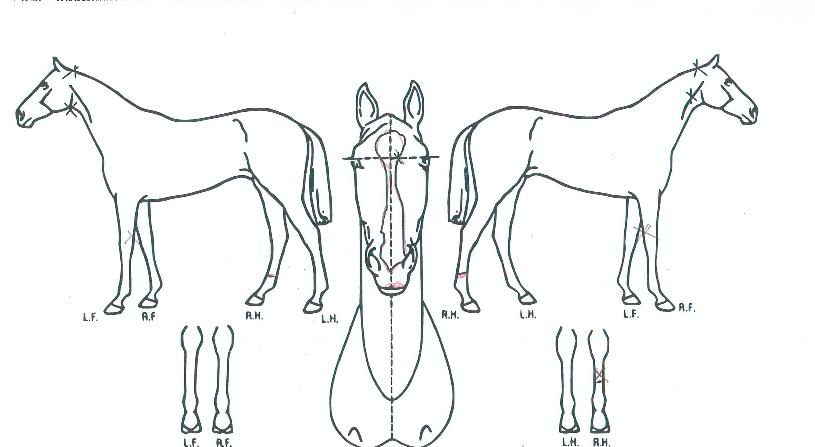 ¿ÕÀÇÁ¤¿øÀÇ Ãø¸é,¿ì¸é,µÞ¸é,µÎ»ó,´Ù¸®ÀÇ Æ¯Â¡µµÇØ