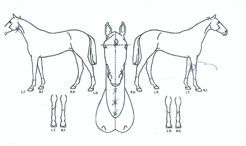 ¸Þ°¥¸®¿À½ºÀÇ Ãø¸é,¿ì¸é,µÞ¸é,µÎ»ó,´Ù¸®ÀÇ Æ¯Â¡µµÇØ