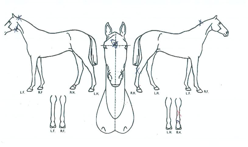 ¿ä¸®Á¶¸®ÀÇ Ãø¸é,¿ì¸é,µÞ¸é,µÎ»ó,´Ù¸®ÀÇ Æ¯Â¡µµÇØ