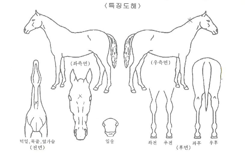 ´ÞÈ£ÀÇ Ãø¸é,¿ì¸é,µÞ¸é,µÎ»ó,´Ù¸®ÀÇ Æ¯Â¡µµÇØ