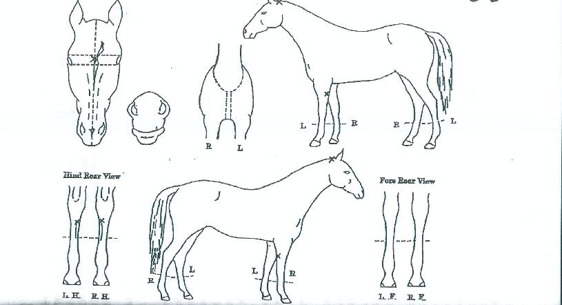 ±×·¹À̽ºÇ®¸³ÀÇ Ãø¸é,¿ì¸é,µÞ¸é,µÎ»ó,´Ù¸®ÀÇ Æ¯Â¡µµÇØ