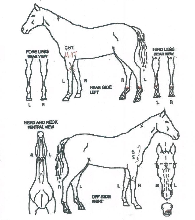 Å·ÇÁ·ÎÀÇ Ãø¸é,¿ì¸é,µÞ¸é,µÎ»ó,´Ù¸®ÀÇ Æ¯Â¡µµÇØ