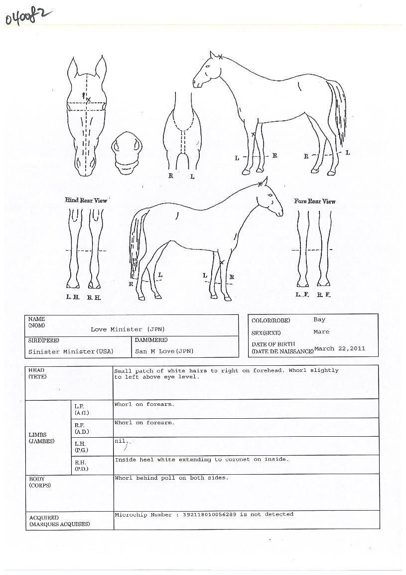 ·¯ºê¹Ì´Ï½ºÅÍÀÇ Ãø¸é,¿ì¸é,µÞ¸é,µÎ»ó,´Ù¸®ÀÇ Æ¯Â¡µµÇØ
