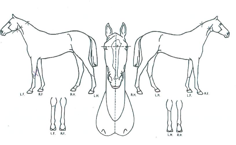 ´ë¹ÚÇàÁøÀÇ Ãø¸é,¿ì¸é,µÞ¸é,µÎ»ó,´Ù¸®ÀÇ Æ¯Â¡µµÇØ