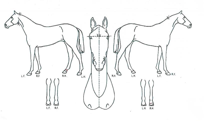 ³ªÀǺûÀÌ¿©ÀÇ Ãø¸é,¿ì¸é,µÞ¸é,µÎ»ó,´Ù¸®ÀÇ Æ¯Â¡µµÇØ