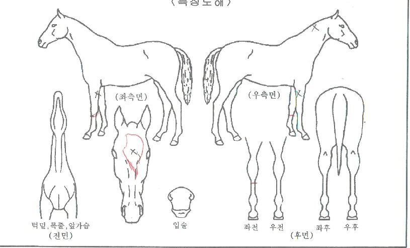 ÃְƯ±ÞÀÇ Ãø¸é,¿ì¸é,µÞ¸é,µÎ»ó,´Ù¸®ÀÇ Æ¯Â¡µµÇØ