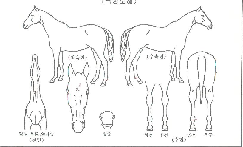 ¸Ó´ÏèÇÁÀÇ Ãø¸é,¿ì¸é,µÞ¸é,µÎ»ó,´Ù¸®ÀÇ Æ¯Â¡µµÇØ