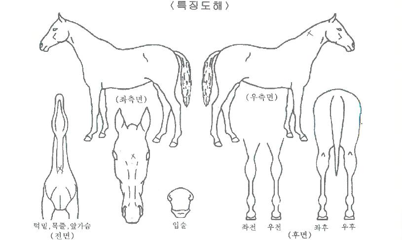 ¿ø´õǮŰÀÇ Ãø¸é,¿ì¸é,µÞ¸é,µÎ»ó,´Ù¸®ÀÇ Æ¯Â¡µµÇØ