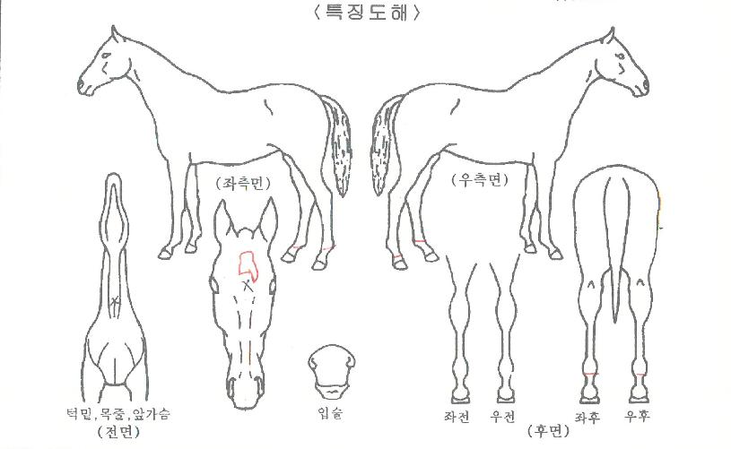 ±×¸°¼¹ÌÆ®ÀÇ Ãø¸é,¿ì¸é,µÞ¸é,µÎ»ó,´Ù¸®ÀÇ Æ¯Â¡µµÇØ