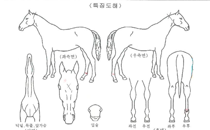 Ãʵ¿¸¶·çÀÇ Ãø¸é,¿ì¸é,µÞ¸é,µÎ»ó,´Ù¸®ÀÇ Æ¯Â¡µµÇØ