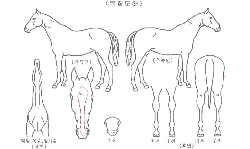 ½ºÅ¸µ¥ÀÌÀÇ Ãø¸é,¿ì¸é,µÞ¸é,µÎ»ó,´Ù¸®ÀÇ Æ¯Â¡µµÇØ