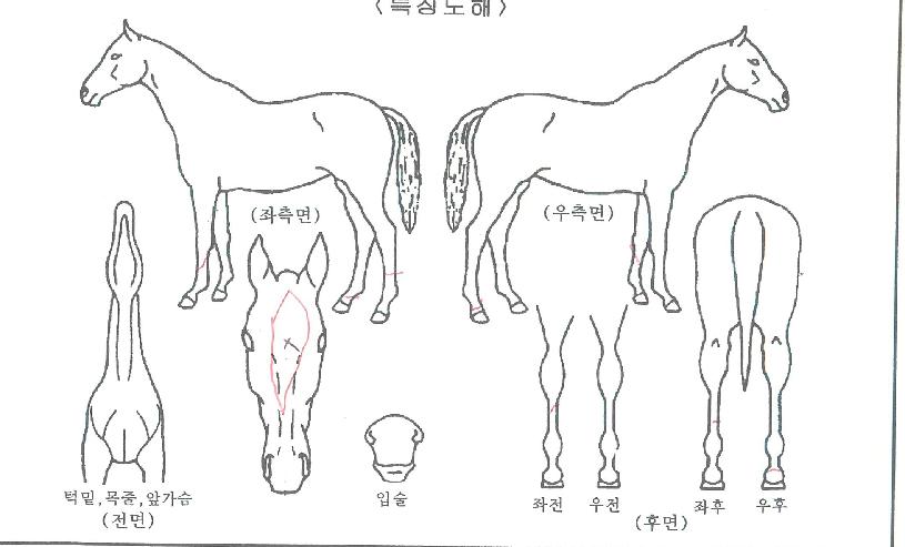 ¿ïÆ®¶óÇǴнºÀÇ Ãø¸é,¿ì¸é,µÞ¸é,µÎ»ó,´Ù¸®ÀÇ Æ¯Â¡µµÇØ