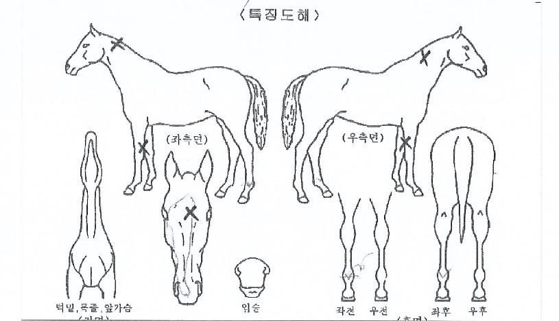 ±×·£µåÇöóÀÌÀÇ Ãø¸é,¿ì¸é,µÞ¸é,µÎ»ó,´Ù¸®ÀÇ Æ¯Â¡µµÇØ