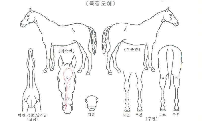 ¸¶ÇϽºÅèÀÇ Ãø¸é,¿ì¸é,µÞ¸é,µÎ»ó,´Ù¸®ÀÇ Æ¯Â¡µµÇØ