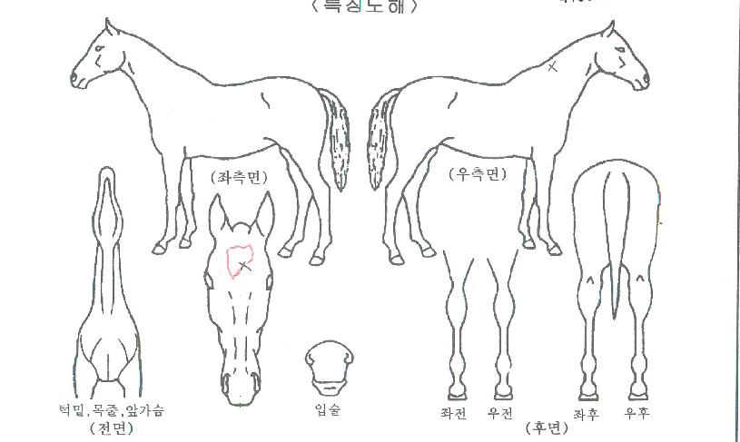 ¿ìºÀ¸¢ÀÇ Ãø¸é,¿ì¸é,µÞ¸é,µÎ»ó,´Ù¸®ÀÇ Æ¯Â¡µµÇØ