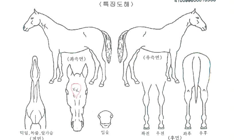 ¸ÅÁ÷ÆÄƼÀÚ¸¶ÀÇ Ãø¸é,¿ì¸é,µÞ¸é,µÎ»ó,´Ù¸®ÀÇ Æ¯Â¡µµÇØ