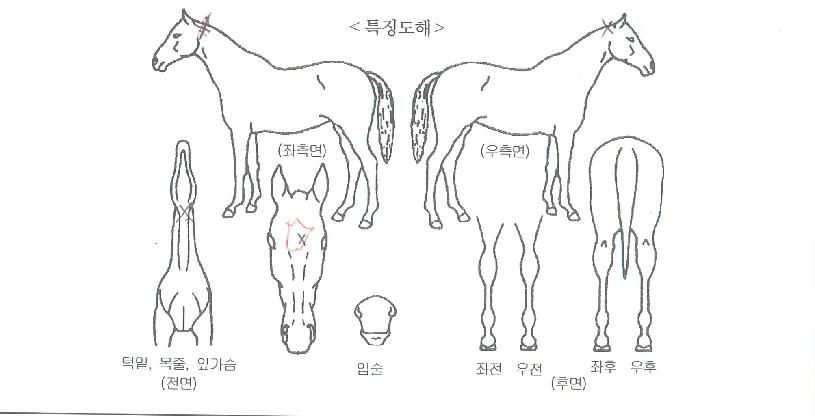 ÇÞºûÇâ±âÀÇ Ãø¸é,¿ì¸é,µÞ¸é,µÎ»ó,´Ù¸®ÀÇ Æ¯Â¡µµÇØ