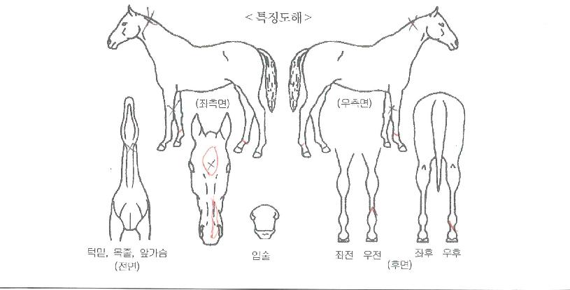 ¼Û¾ÏƼÁîÀÇ Ãø¸é,¿ì¸é,µÞ¸é,µÎ»ó,´Ù¸®ÀÇ Æ¯Â¡µµÇØ