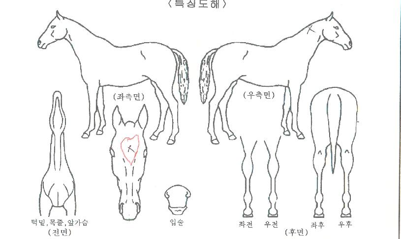 û¿îÁöº®ÀÇ Ãø¸é,¿ì¸é,µÞ¸é,µÎ»ó,´Ù¸®ÀÇ Æ¯Â¡µµÇØ