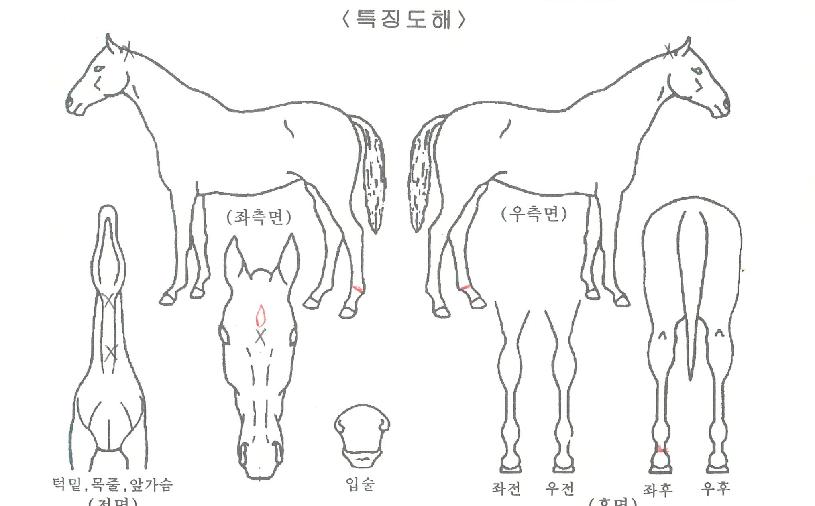 Ŭ¸®¾îºí·Î¼¶ÀÇ Ãø¸é,¿ì¸é,µÞ¸é,µÎ»ó,´Ù¸®ÀÇ Æ¯Â¡µµÇØ
