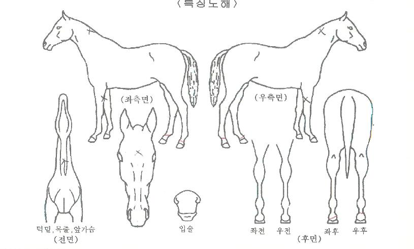 ÅÍÄ¡½ºÅ¸¸ÇÀÇ Ãø¸é,¿ì¸é,µÞ¸é,µÎ»ó,´Ù¸®ÀÇ Æ¯Â¡µµÇØ