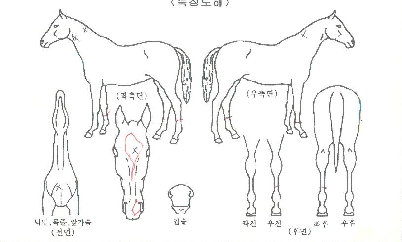 ÀçÁîÀÚ¸¶ÀÇ Ãø¸é,¿ì¸é,µÞ¸é,µÎ»ó,´Ù¸®ÀÇ Æ¯Â¡µµÇØ