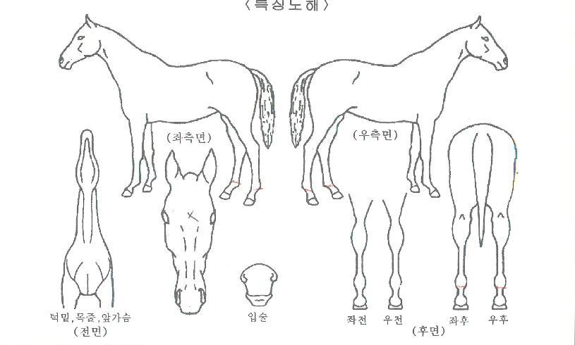 ´ë½Â°¡¿ÂÀÇ Ãø¸é,¿ì¸é,µÞ¸é,µÎ»ó,´Ù¸®ÀÇ Æ¯Â¡µµÇØ