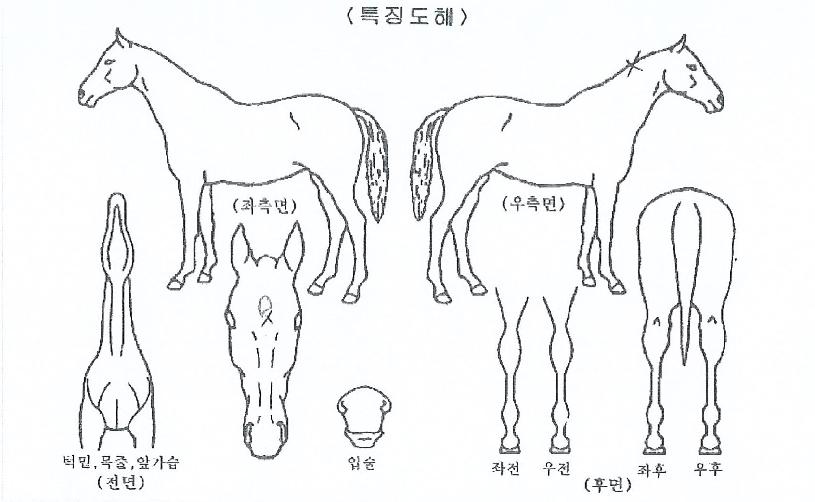 Æä´õ·²½ºÆ®·ÕÀÇ Ãø¸é,¿ì¸é,µÞ¸é,µÎ»ó,´Ù¸®ÀÇ Æ¯Â¡µµÇØ