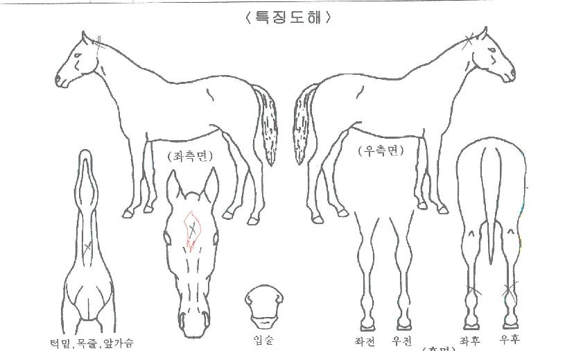 °ø·ÎÀÚÀÚ¸¶ÀÇ Ãø¸é,¿ì¸é,µÞ¸é,µÎ»ó,´Ù¸®ÀÇ Æ¯Â¡µµÇØ