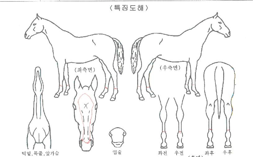 ŸÇÍ¿ø´õÇ®ÀÇ Ãø¸é,¿ì¸é,µÞ¸é,µÎ»ó,´Ù¸®ÀÇ Æ¯Â¡µµÇØ