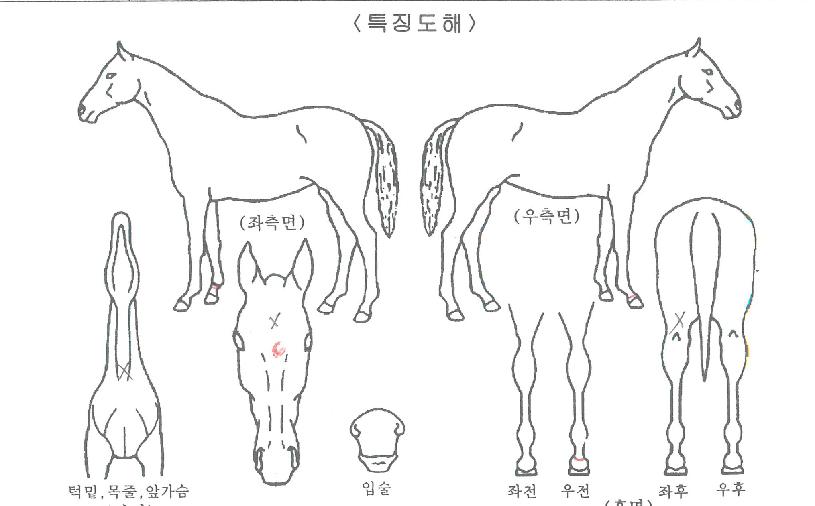 õÃÑÀÇ Ãø¸é,¿ì¸é,µÞ¸é,µÎ»ó,´Ù¸®ÀÇ Æ¯Â¡µµÇØ