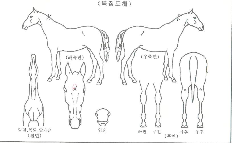 ·°Å°°¡µåÀÇ Ãø¸é,¿ì¸é,µÞ¸é,µÎ»ó,´Ù¸®ÀÇ Æ¯Â¡µµÇØ